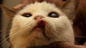 Cat buted wasp, пчела: какво да правя